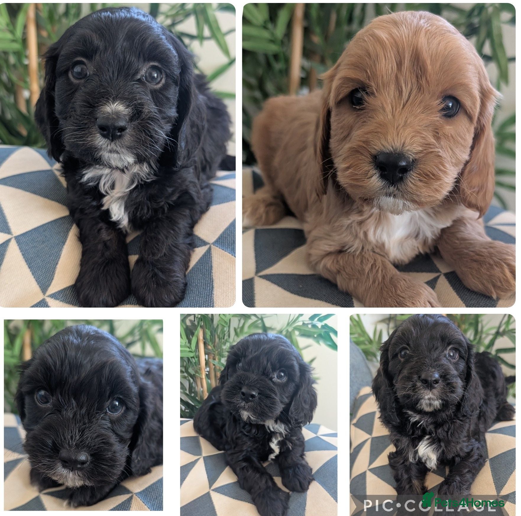 Cavapoo dogs Beautiful & Quality DNA Clear F1 Cavapoo puppies  - Advert 1