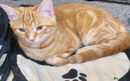 British Shorthair cats for sale: 7 Gorgeous ginger BSHxASH kittens to be rehomed - Image 6