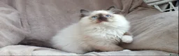 Ragdoll cats for sale: GCCF ACTIVE & PET KITTENS IMP CHAMPION BLOODLINES - Advert 23