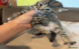 British Shorthair cats for sale: British shorthair tabbys - Image 6