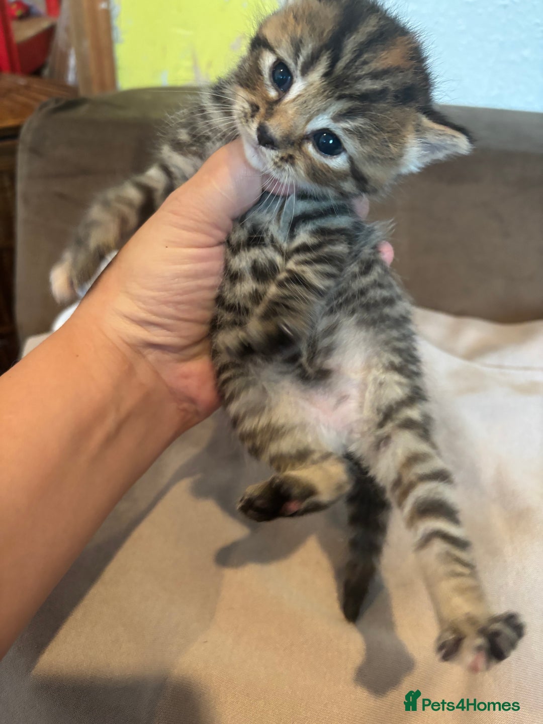 British Shorthair cats for sale: British shorthair tabbys - Image 6