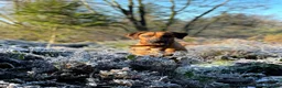 Rhodesian Ridgeback dogs for sale: Rhodesian Ridgebacks: Exceptional, 4th Generation - Advert 32