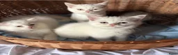 British Shorthair cats for sale: Beautiful Pedigree British Shorthair Kittens in Rochester - Advert 9