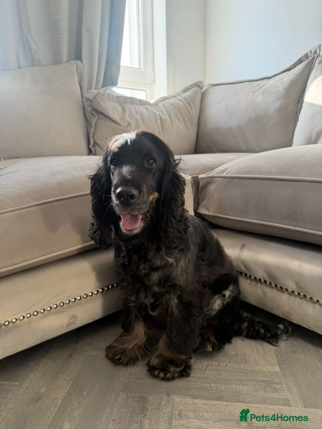 Cocker Spaniel dogs for sale: Beautiful show cocker spaniel puppy’s  - Advert 11