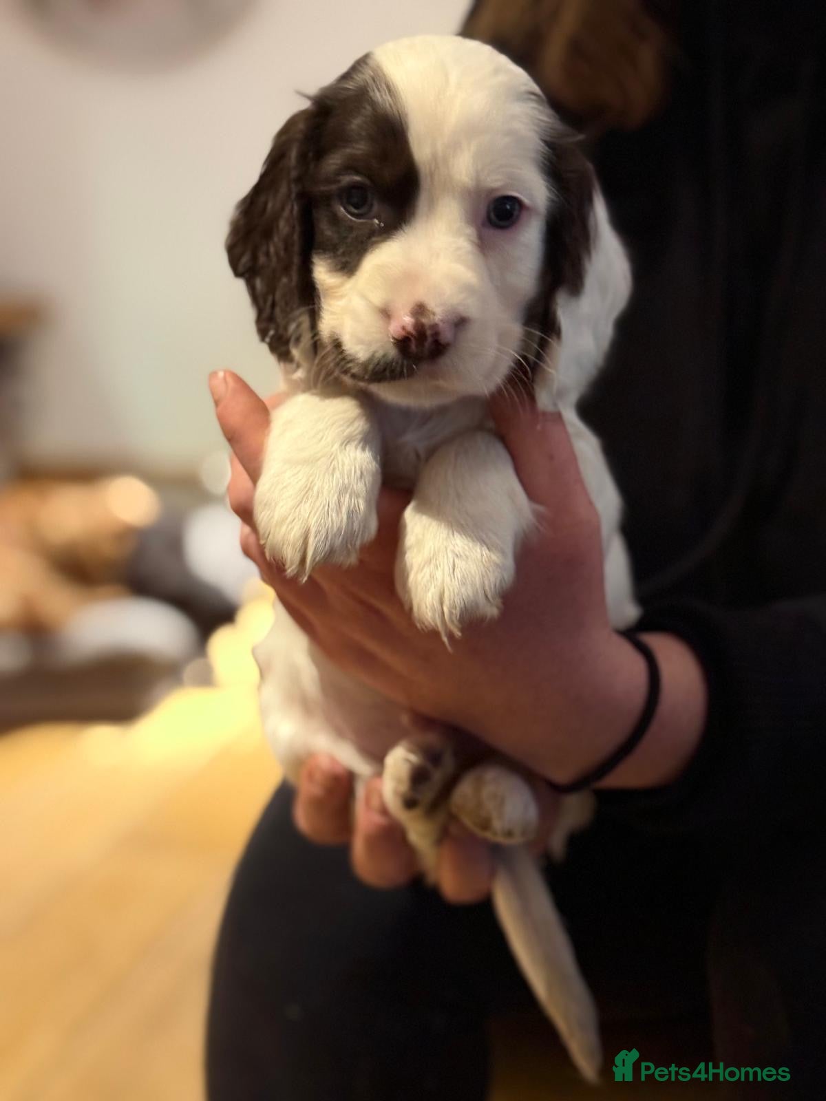 Cocker Spaniel dogs 2 cocker spaniel puppies left - Advert 10