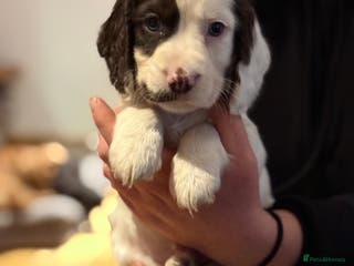 Cocker Spaniel dogs 2 cocker spaniel puppies left - Advert 6
