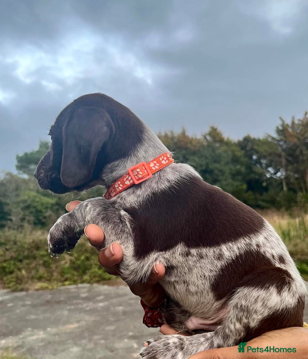 German Shorthaired Pointer dogs for sale: 3boys 3girls left ‼️Stunning Litter of GSP puppies - Image 15