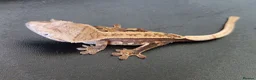 Gecko reptiles for sale: Baby crested geckos, unsexed. High quality in Stroud - Advert 3