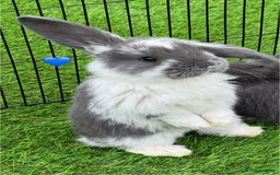 French Lop rabbits for sale: Pure French lops - Image 1