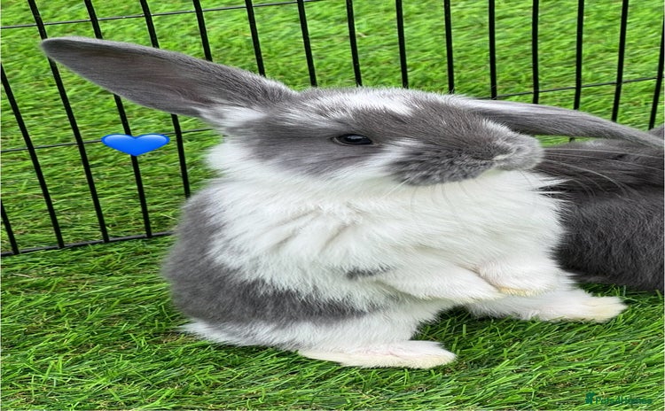 French Lop rabbits - Advert 1