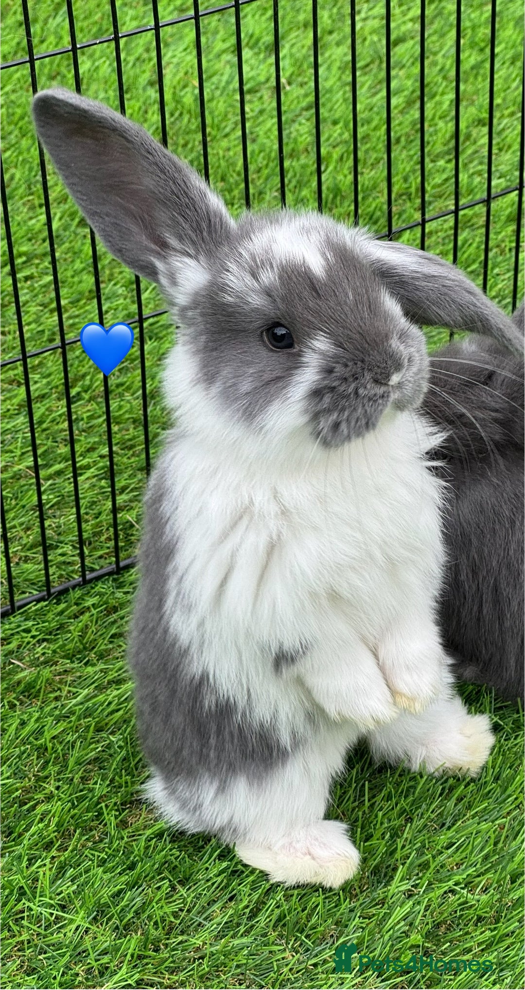 French Lop rabbits for sale: Pure French lops - Image 1