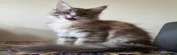Maine Coon cats for sale: 🔥 CHAMPION RUSSIAN LINE XXL MAINE COON VACCINATED - Advert 20