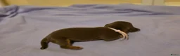 Miniature Dachshund dogs for sale: 🐾Stunning KC Reg Miniature Dachshund Puppie🐾 - Advert 20