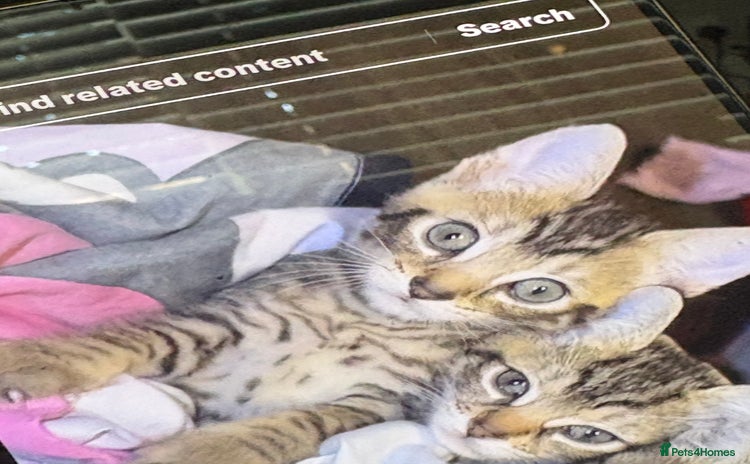 Bengal cats - Advert 2