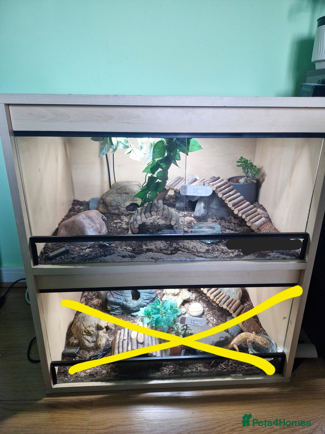 Leopard Gecko reptiles for sale: Female leopard gecko and double set up - Image 2