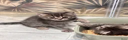 Ragdoll cats for sale: 2 British short hair x Ragdoll kittens - Advert 3