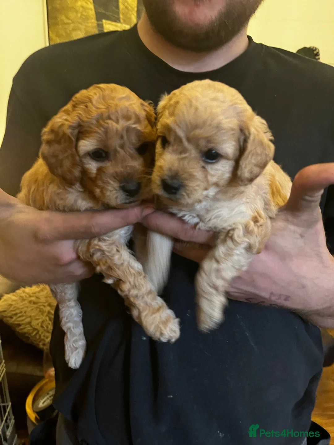 Cavapoo dogs for sale: F1B Cavapoos  - Advert 9