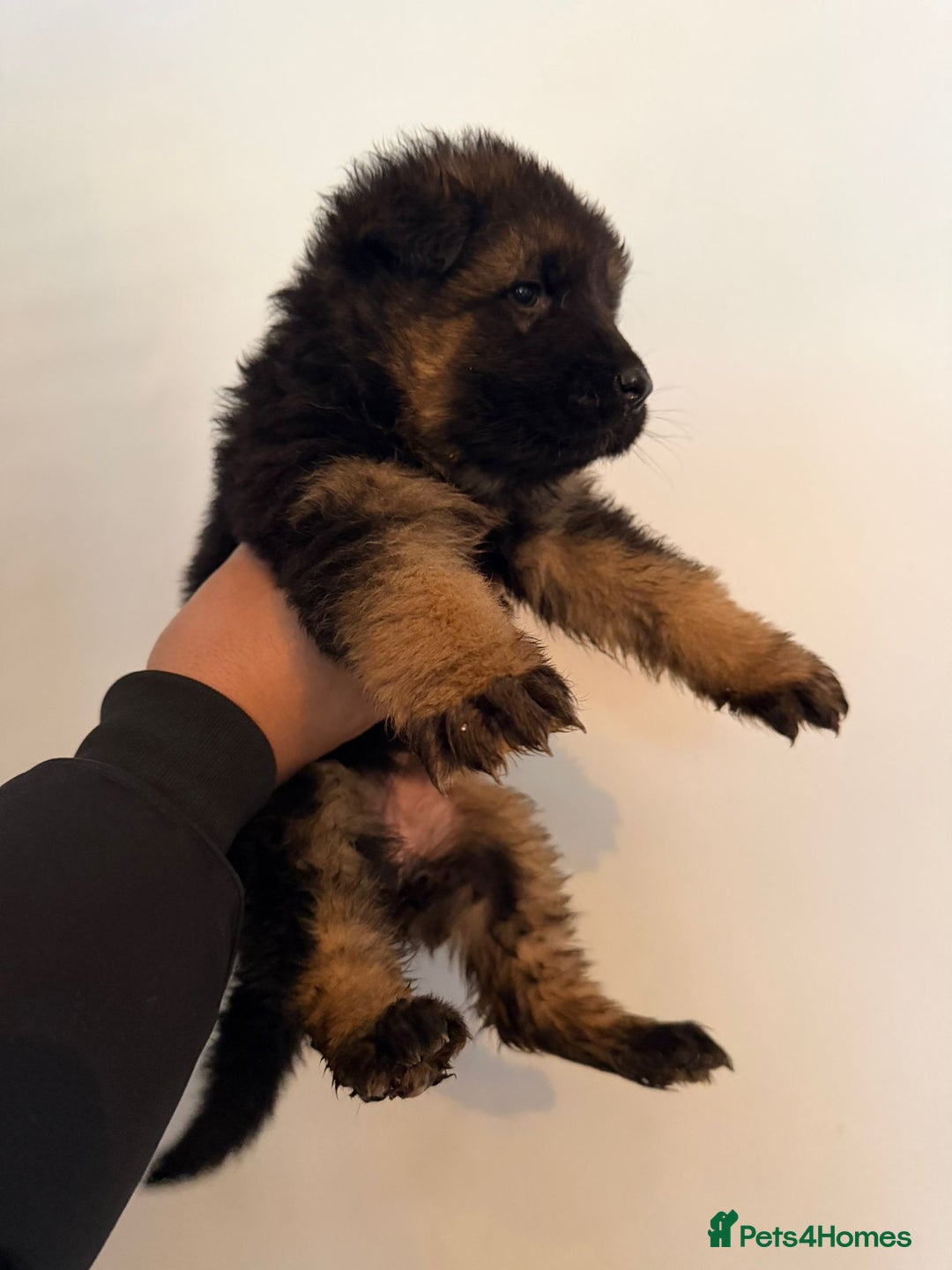 German Shepherd dogs for sale: German Shepard puppies  - Advert 11