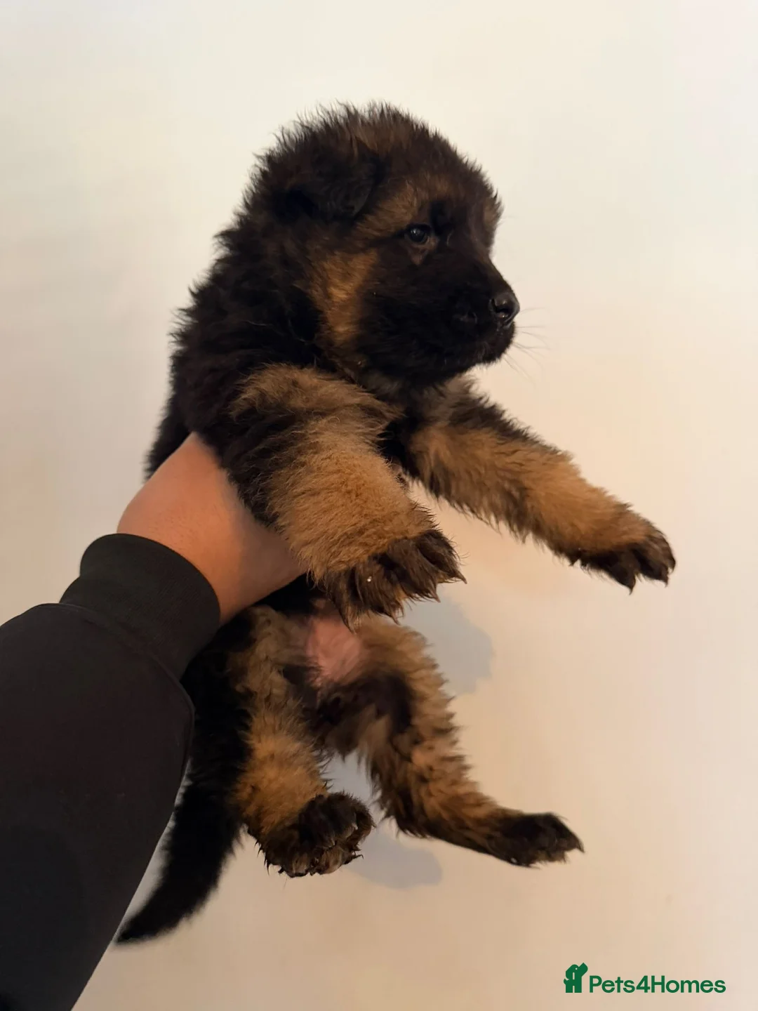 German Shepherd dogs for sale: German Shepard puppies  - Advert 15