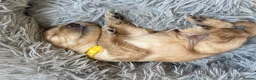 Cockapoo dogs for sale: F2 cockapoos in Grimsby - Advert 8