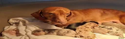 Miniature Dachshund dogs for sale: Stunning Miniature Dachshund Puppies  - Advert 29
