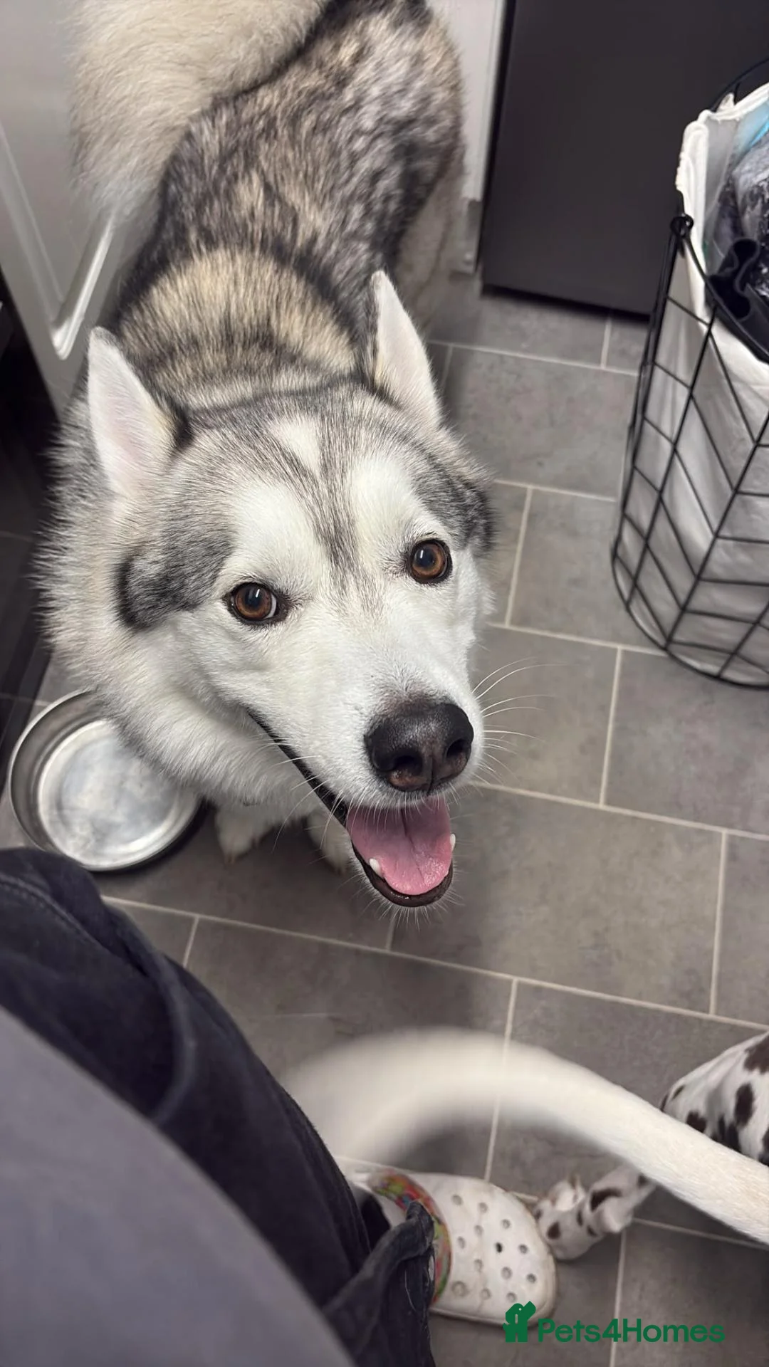 Mixed Breed dogs for stud: STUD HUSKY/MALAMUTE MIX - Advert 2