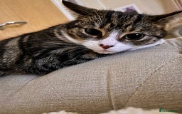 Mixed Breed cats for sale: Cat for a loving home  - Image 4