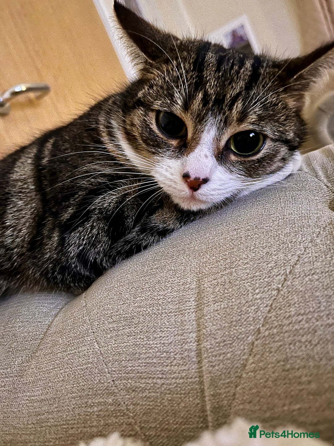 Mixed Breed cats for sale: Cat for a loving home  - Image 4
