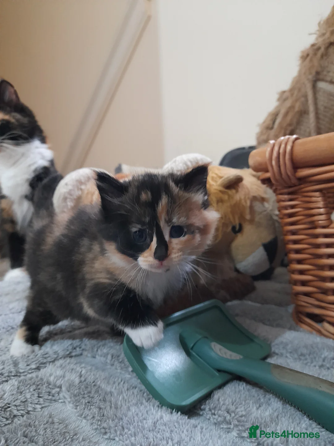Mixed Breed cats for sale: 3 kittens ginger male and two long-hair female  in Swindon - Advert 18