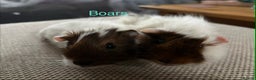 Guinea Pig rodents for sale: Adult and baby guinea pigs - Advert 15