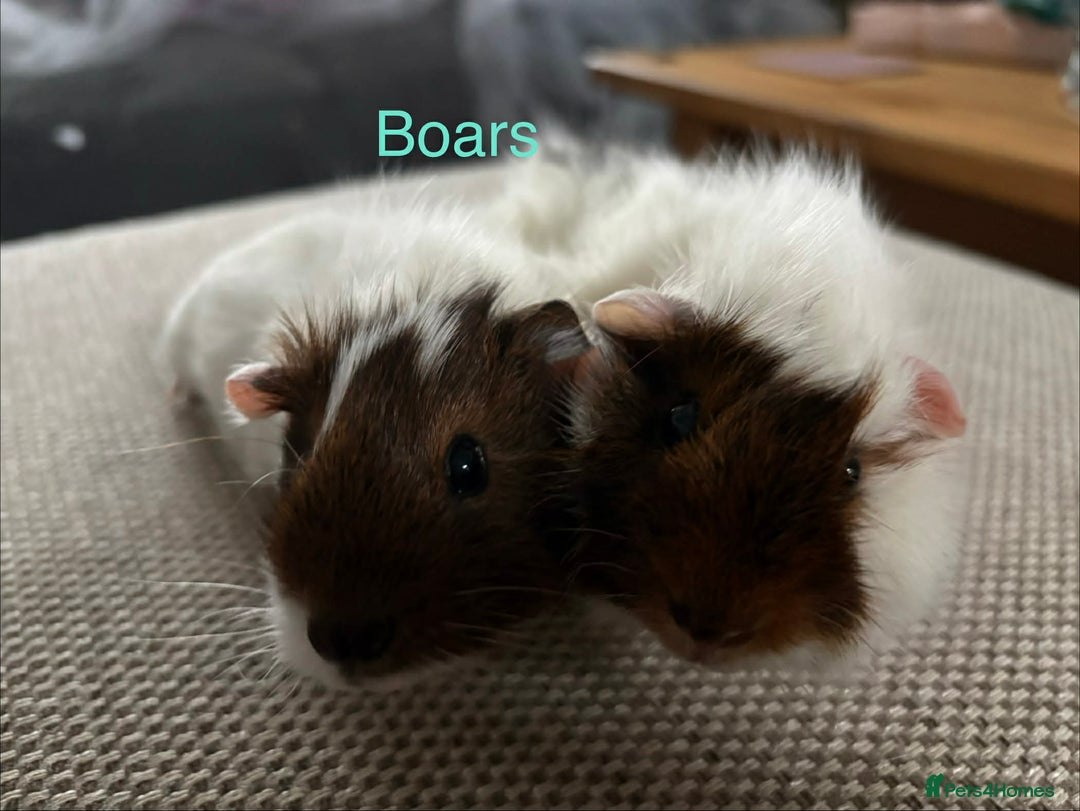 Guinea Pig rodents for sale: Adult and baby guinea pigs - Advert 15
