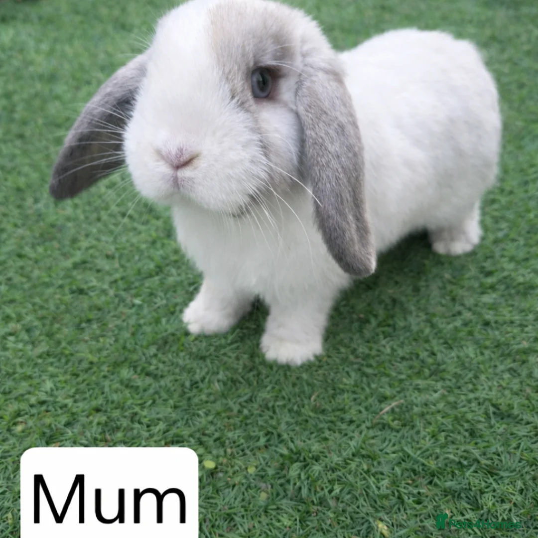 Mini Lop rabbits for sale: Purebred Mini Lop Bunnies ONE AVAILABLE  - Advert 5