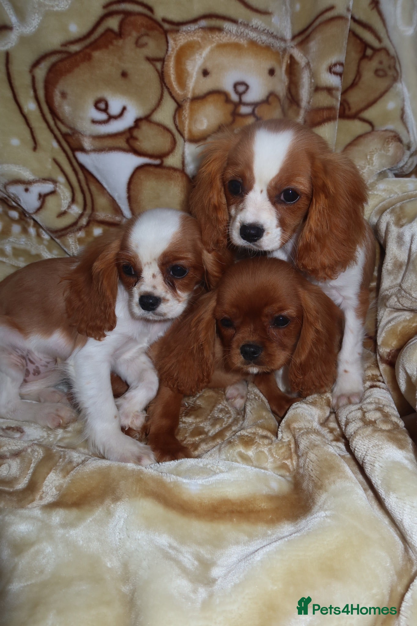 Cavalier King Charles Spaniel dogs Gorgeous cavalier puppies  - Advert 1