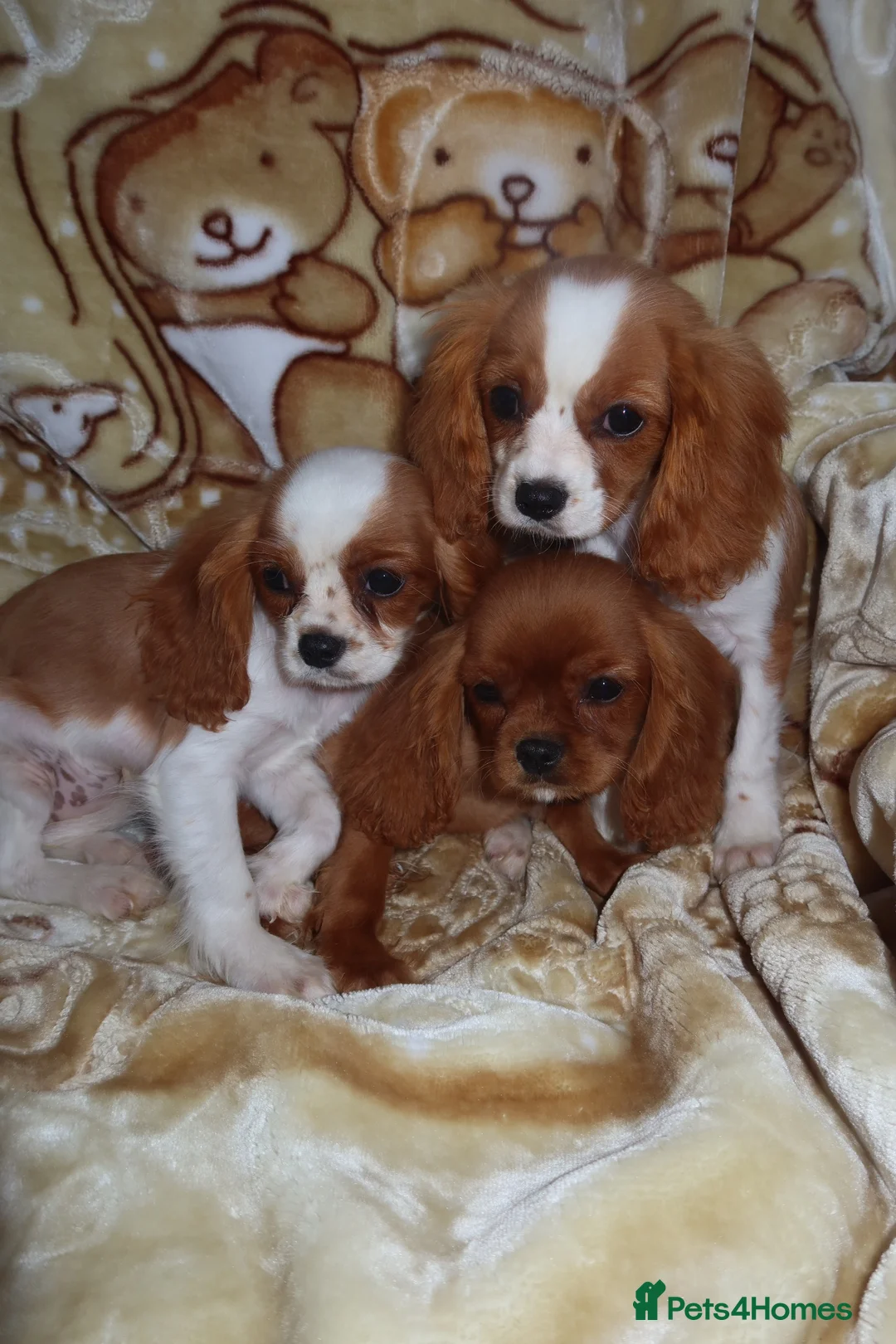 Cavalier King Charles Spaniel dogs for sale: Gorgeous cavalier puppies  - Advert 1