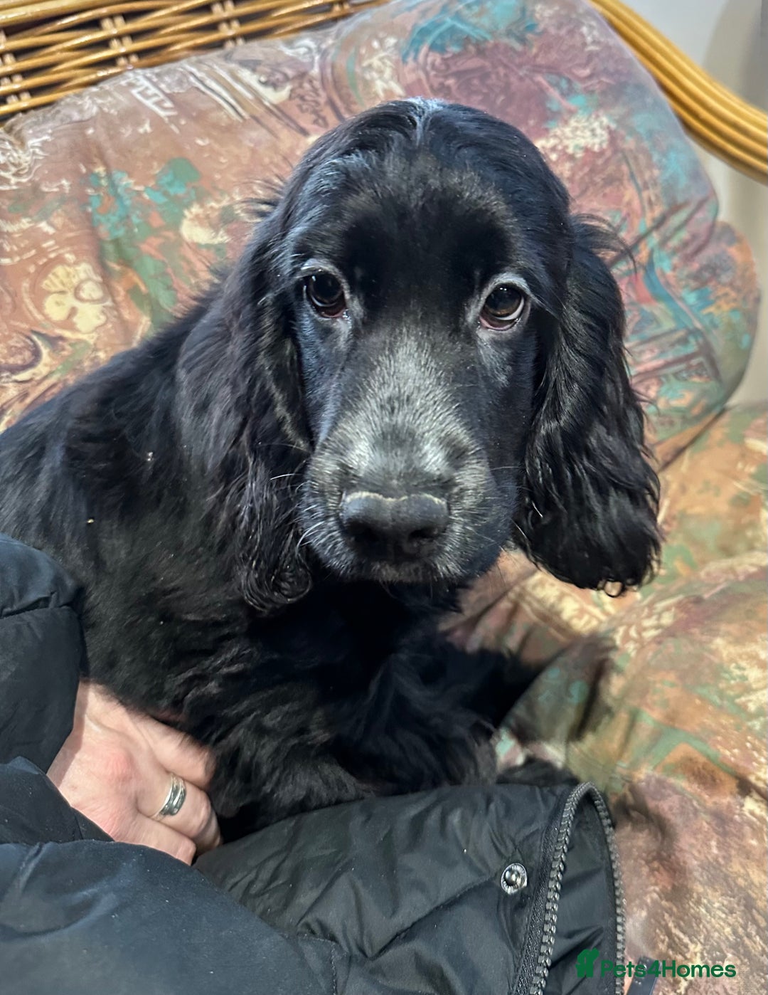 Cocker Spaniel dogs for sale: Handsome 4 month old black boy - Advert 2