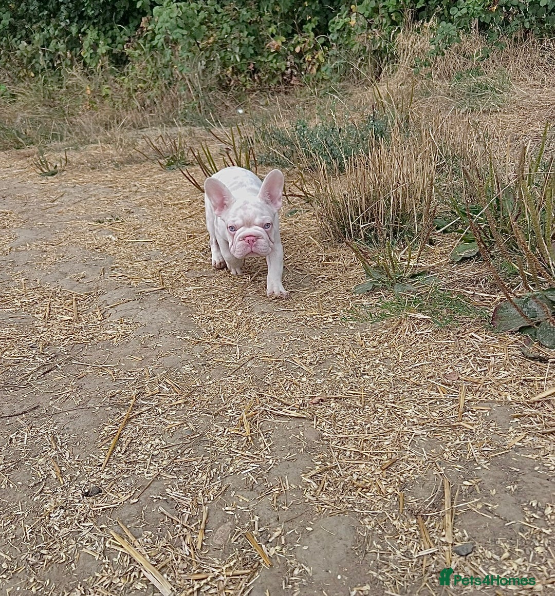French Bulldog dogs for sale: KC reg 4 panel health test + DNA Male Frenchie Pup - Advert 2