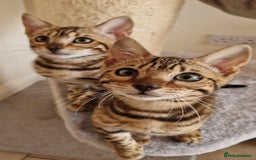 Bengal cats for sale: Amazing Bengal kittens 🥰 last boy left ❤️ in Corby - Image 33