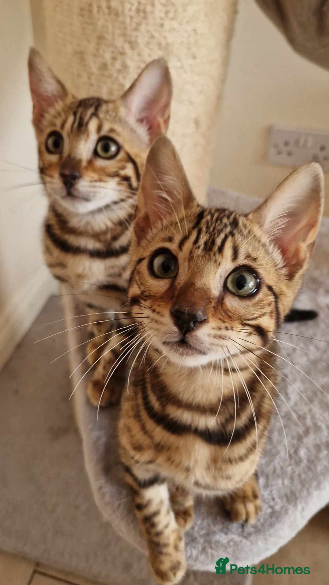 Bengal cats for sale: Amazing Bengal kittens 🥰 last boy left ❤️ in Corby - Image 33