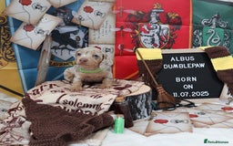 Miniature Dachshund dogs for sale: KC Reg short haired miniature dachshunds - Image 2