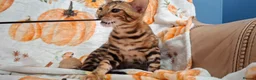 Bengal cats for sale: Stunning Bengal Kittens  - Advert 28