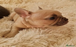 French Bulldog dogs for sale: Rosie litter  - Image 15