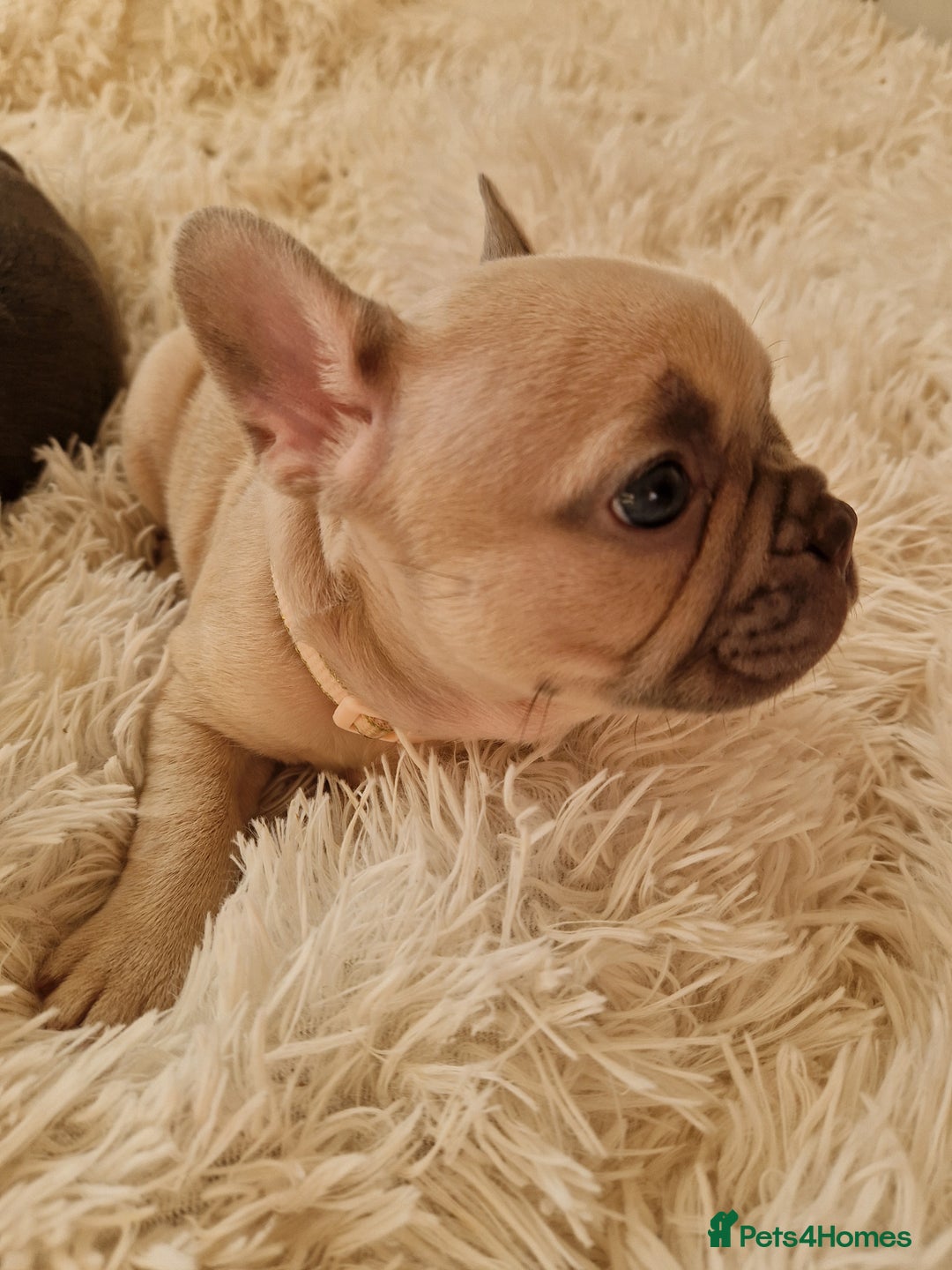 French Bulldog dogs for sale: Rosie litter  - Image 15