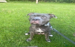 Mixed Breed dogs for sale: For sale Kyro  - Advert 1