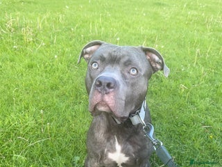 Mixed Breed dogs For sale Kyro - Advert 6