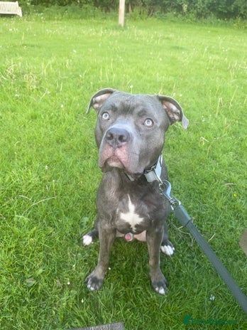 Mixed Breed dogs For sale Kyro - Advert 1