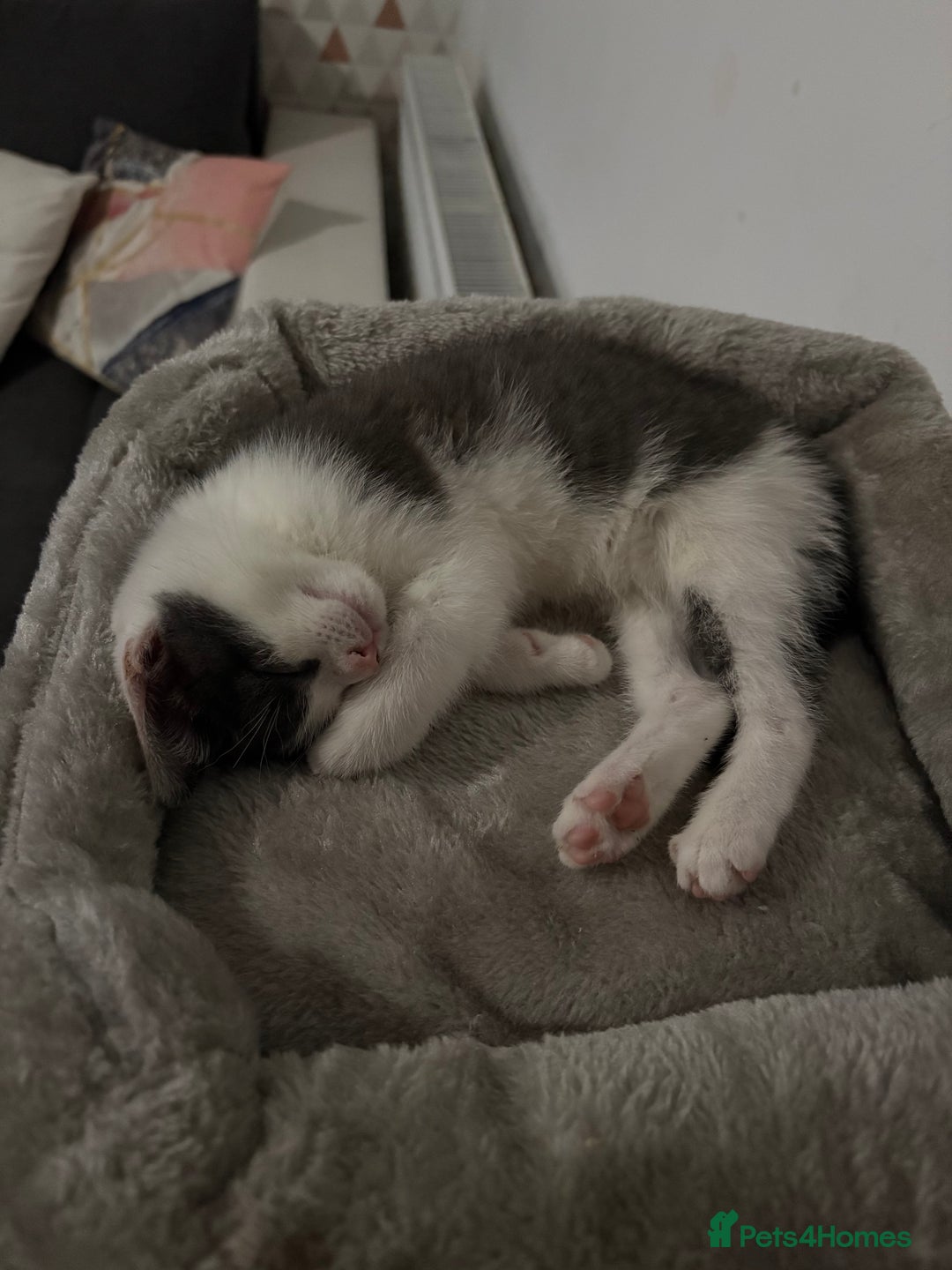 Mixed Breed cats for sale: 10 weeks old female kitten  - Advert 2