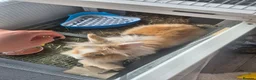 Lionhead rabbits for sale: Lionhead rabbit with cage - Advert 3
