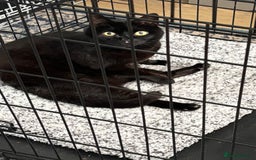 Domestic Shorthair cats for adoption: Midnight 🖤 - Image 2