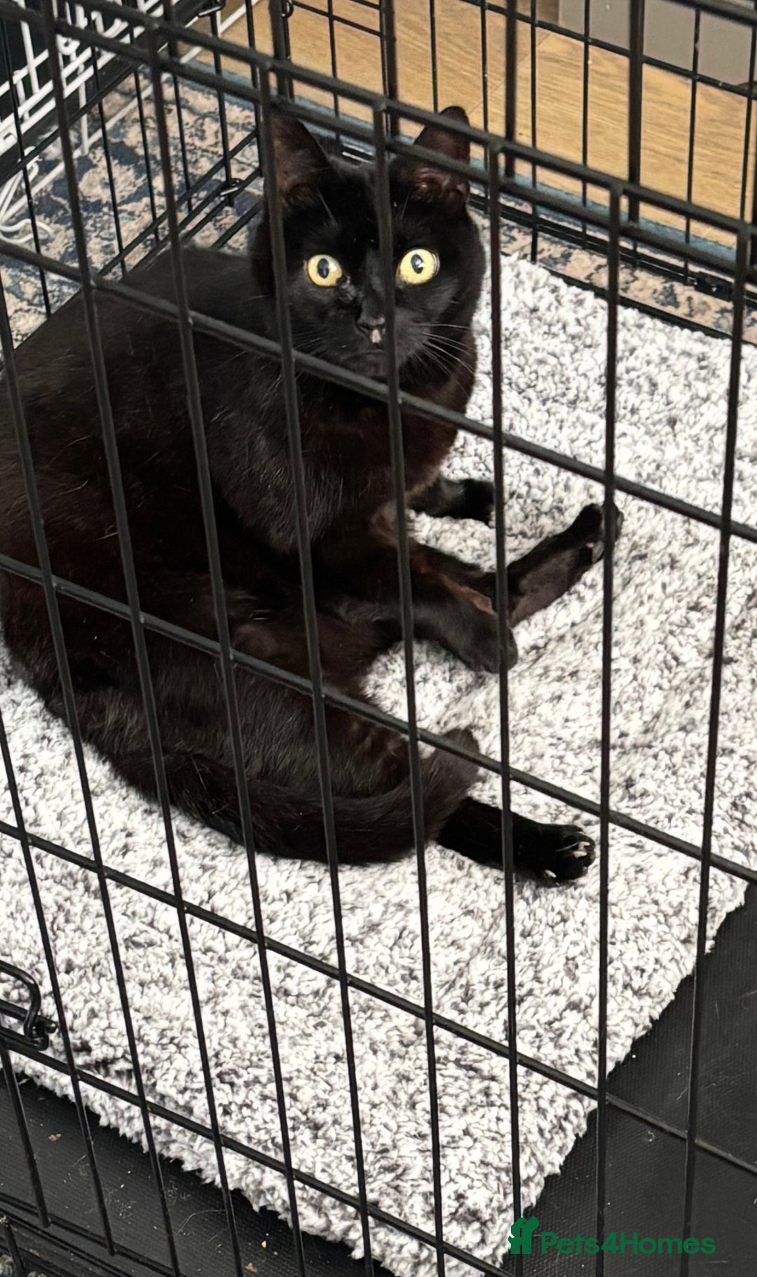 Domestic Shorthair cats for adoption: Midnight 🖤 - Image 2