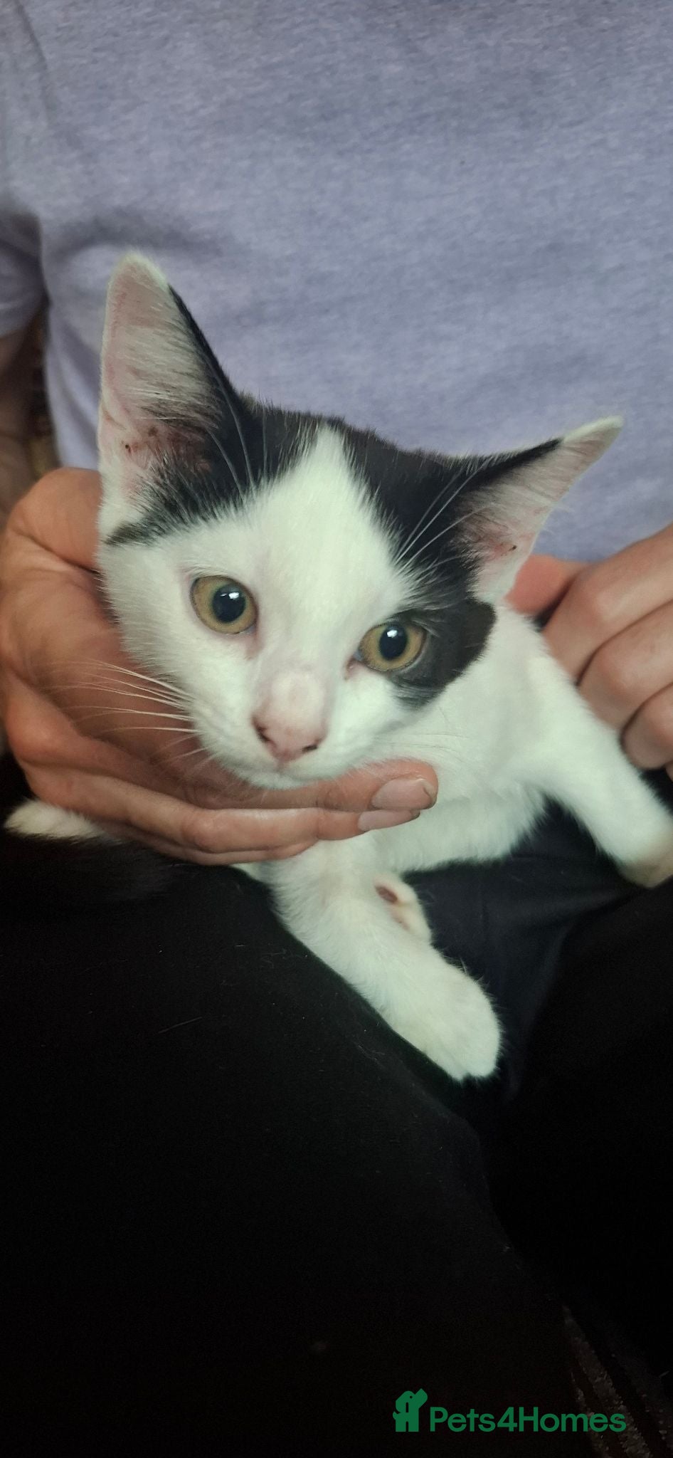 British Shorthair cats Black and white kittens.  - Advert 3